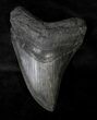 Curved Megalodon Tooth - South Carolina #19064-1